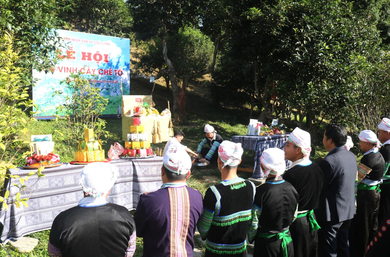 Tôn vinh cây trà tổ 400 tuổi ở Suối Giàng