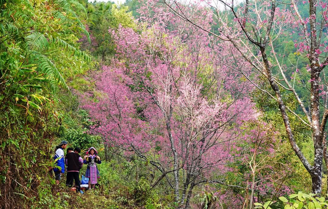 Yên Bái chuẩn bị cho lễ hội hoa Tớ dày và Festival Khèn Mông