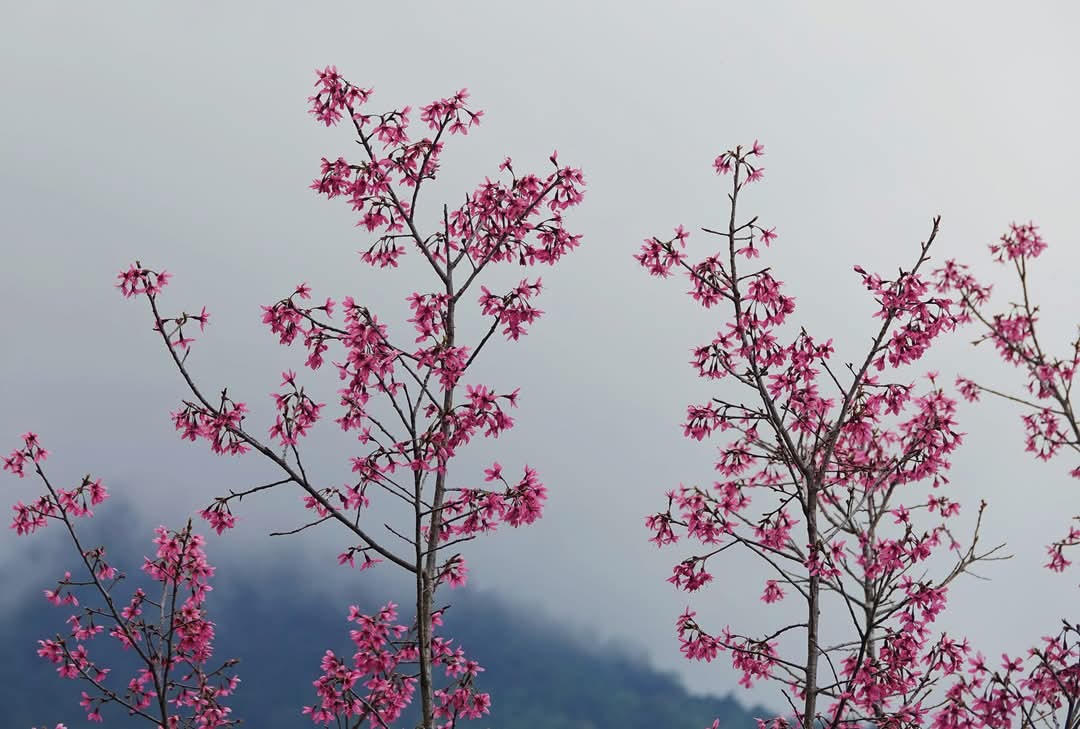 Yên Bái chuẩn bị cho lễ hội hoa Tớ dày và Festival Khèn Mông