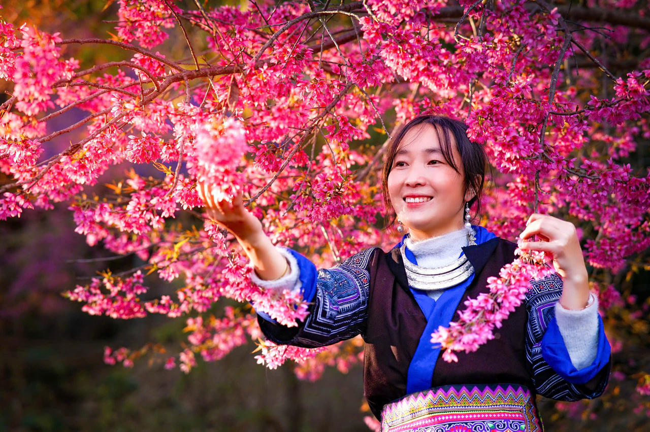 Rực rỡ sắc hoa Tớ dày trên non cao Mù Cang Chải