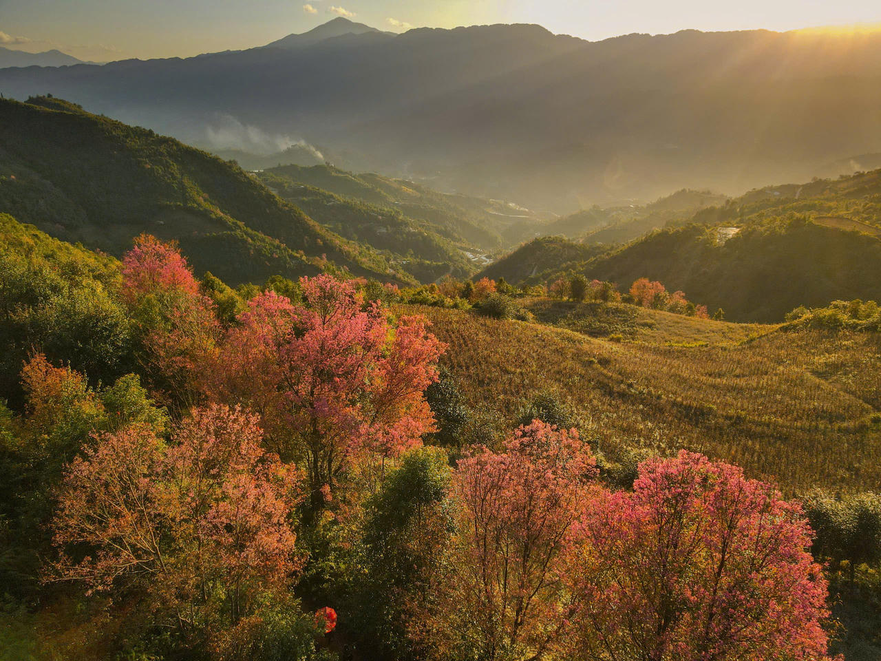 Rực rỡ sắc hoa Tớ dày trên non cao Mù Cang Chải