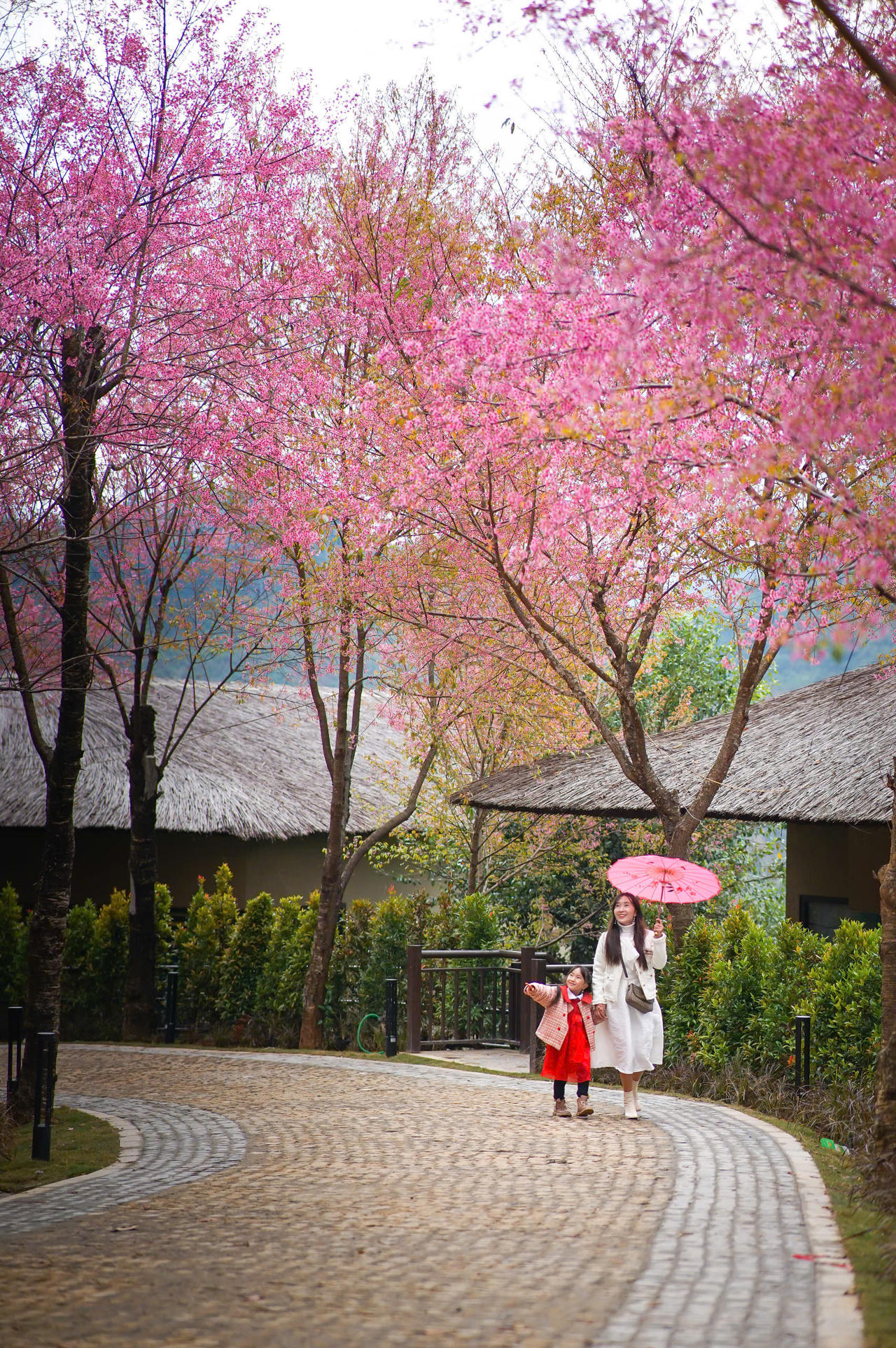 Rực rỡ sắc hoa Tớ dày trên non cao Mù Cang Chải