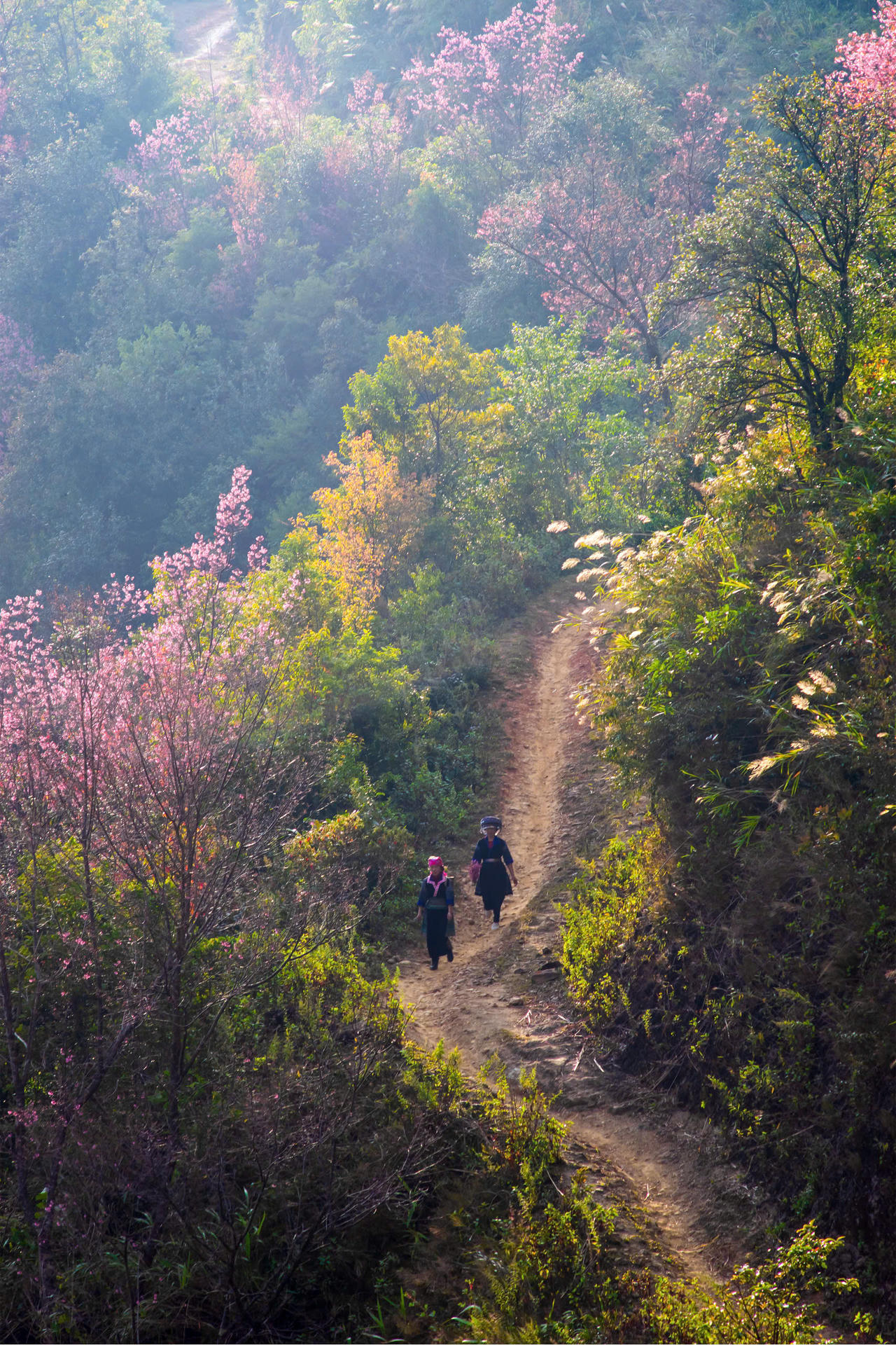 Rực rỡ sắc hoa Tớ dày trên non cao Mù Cang Chải
