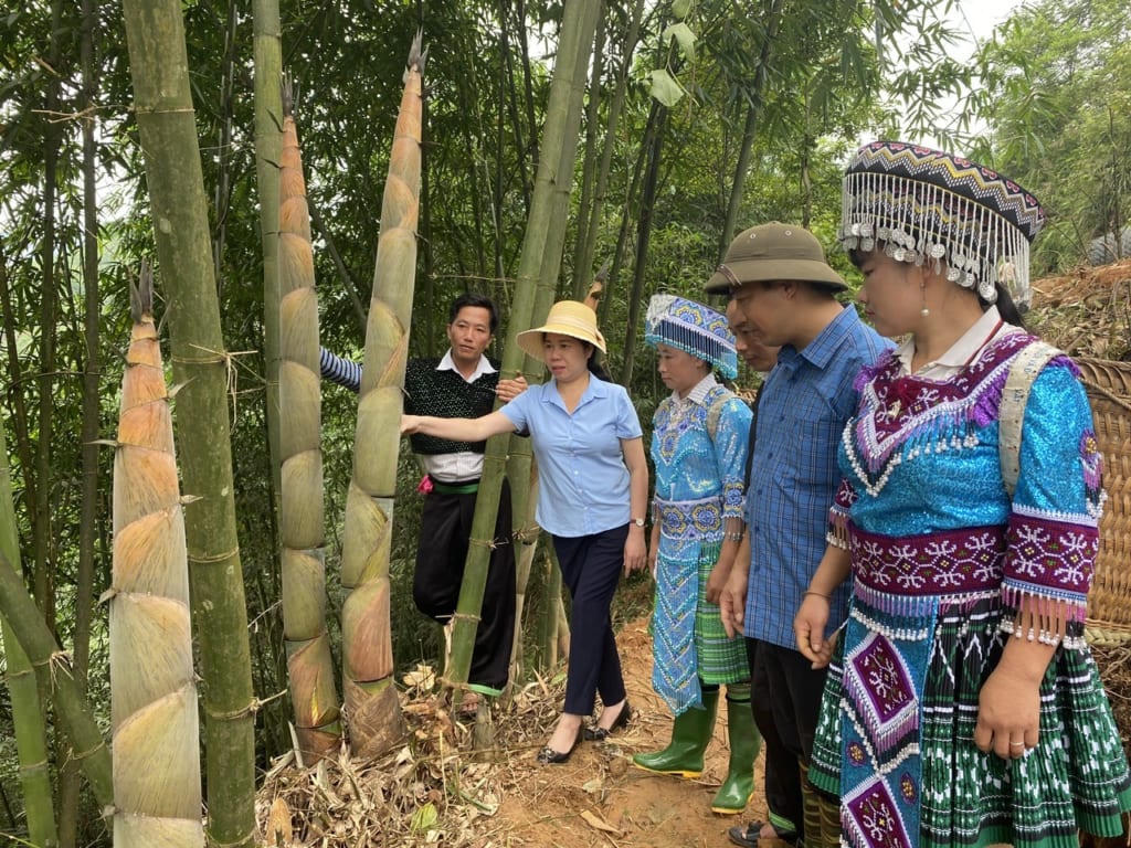 Trồng măng Bát Độ, đồng bào dân tộc thiểu số ở Yên Bái thoát nghèo