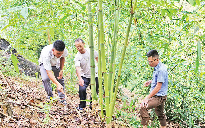 Trồng măng Bát Độ, đồng bào dân tộc thiểu số ở Yên Bái thoát nghèo