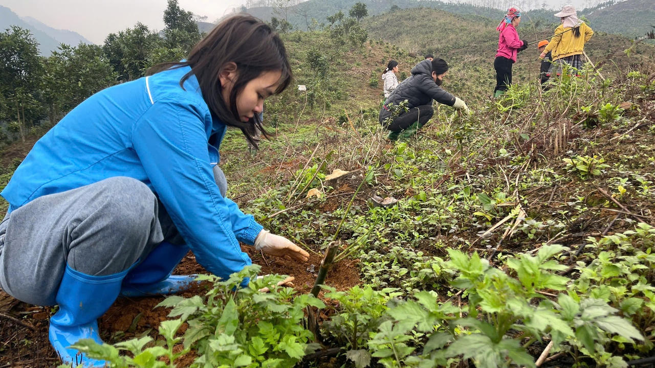 Trồng măng Bát Độ, đồng bào dân tộc thiểu số ở Yên Bái thoát nghèo