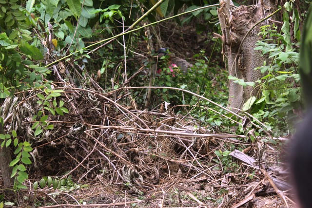 Cô gái chết bí ẩn trong bụi rậm với sợi dây quấn cổ