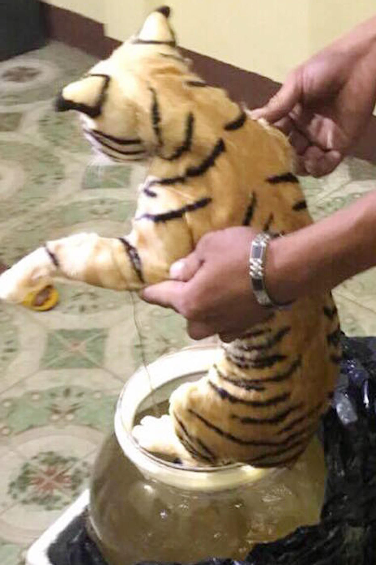 Nghệ An: Phát hiện 2 cá thể hổ trên xe khách