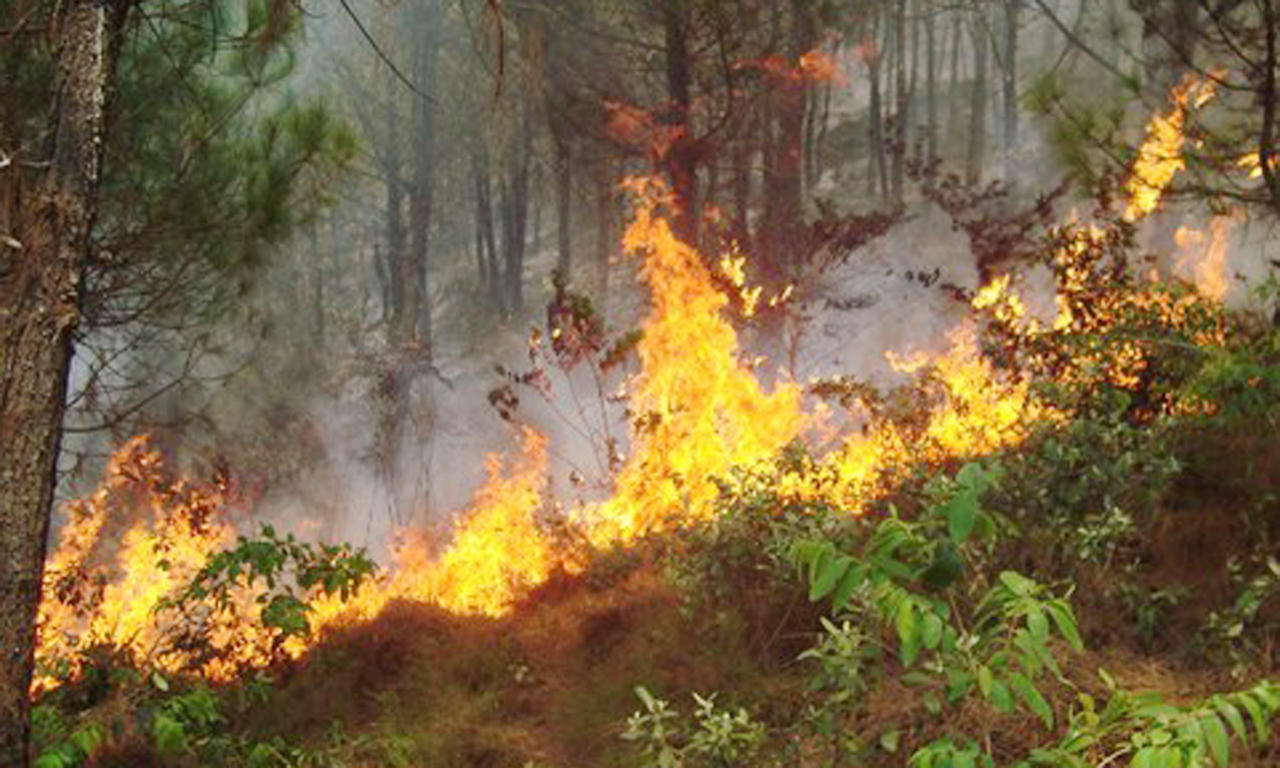   Nghệ An: Cháy rừng, lan sang thiêu rụi nhà dân