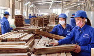 Sẽ có Nghị định hướng dẫn Luật Lâm nghiệp trong năm nay?