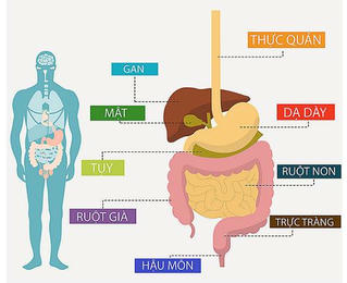 Tầm soát ung thư tiêu hóa để không con là mối nguy khó lường