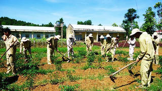 Người cai nghiện ma túy bắt buộc được trả tiền công khi lao động tự nguyện