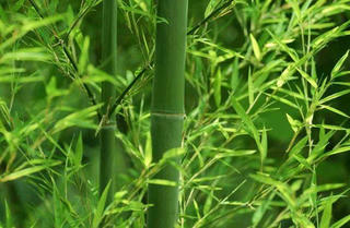 Mạn đàm về Hoa Sen và Cây tre trong đối ngoại