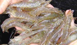 Cách chọn tôm tươi ngon, an toàn cho cả nhà