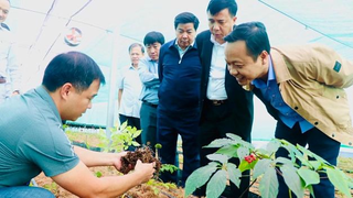 Dược phẩm Thái Minh đầu tư nghiên cứu và phát triển sâm Lai Châu