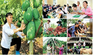 Tín dụng cho nông nghiệp, người nghèo là một trong những “trụ cột” của hệ thống chính sách giảm nghèo