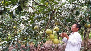 Khẳng định hiệu quả tín dụng chính sách xã hội ở Tuyên Hóa 
