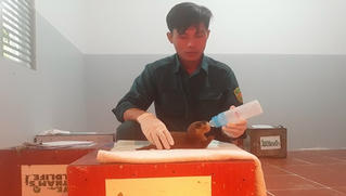 Cứu 15 con rái cá vuốt bé cực quý hiếm