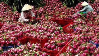 Bài học giải cứu thanh long giữa dịch Covid-19: Cần xây dựng mùa vụ phù hợp tình hình thực tế
