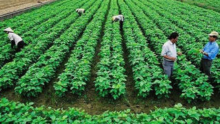 Đất nông nghiệp có thể được miễn thuế đến ngày 31/12/2025?