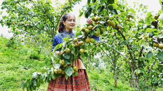 Trĩu cành lê chín ngọt khắp núi rừng Tây Bắc