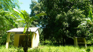 Sự thật về cặp “rắn thần” ngày đêm canh giữ cây thị ngàn tuổi