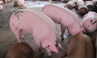 Thương lái Trung Quốc lùng mua heo 'siêu mỡ'