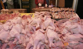 Hàn Quốc tiêu hủy gà, vịt ngăn chặn cúm gia cầm lây lan