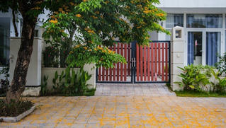 Rực rỡ sắc vàng giáng hương trên phố biển Sầm Sơn