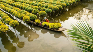 Sa Đéc, từ thủ phủ hoa đến trung tâm đô thị, du lịch trọng điểm của miền Tây 