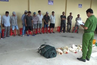 Phục kích 'ổ' đá gà ăn tiền bắt 13 đối tượng ở Bạc Liêu