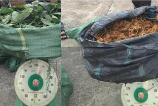 Phát hiện hơn 1 tạ sâm Trung Quốc gắn mác "sâm Ngọc Linh"