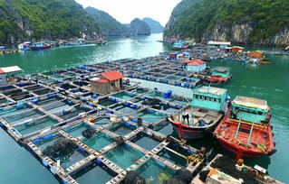 Hải Phòng hỗ trợ hơn 68 tỷ đồng tháo dỡ lồng bè nuôi trồng thuỷ sản ở Cát Bà 