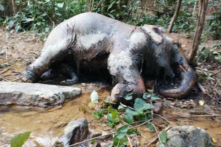 Phát hiện xác voi 20 năm tuổi trong rừng