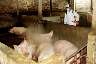 Nghệ An có 77 ổ dịch tả lợn châu Phi đang diễn biến phức tạp