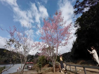 Ngắm mùa hoa anh đào đẹp hiếm có ở Kon Tum