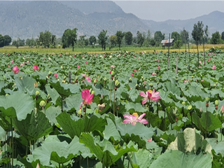 Đầm Sen lớn nhất Gia Lai: Điểm du lịch nghĩ dưỡng thuần khiết bất nhiễm 