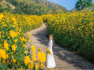 Tuần lễ Hoa Dã quỳ lần 2 diễn ra tại Núi lửa Chư Đang Ya 