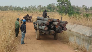 Nhóm lâm tặc chặt phá hơn 25m3 gỗ tại Chư Prông vào đêm 30 tết 