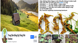 Khởi tố đối tượng lừa bán giống sâm Ngọc Linh giả có nguồn gốc từ Trung Quốc