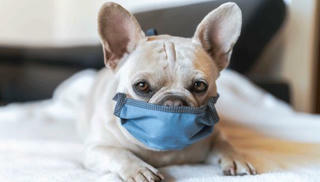 Phát hiện virus corona chủng mới ở thú cưng tại Nhật Bản 