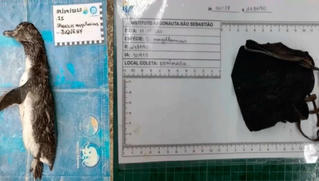 Tìm thấy động vật đầu tiên chết vì khẩu trang y tế bỏ đi 