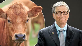 Bill Gates đề xuất ăn “thịt bò tổng hợp“