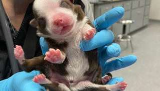 Làm quen chú cún sinh ra với 6 chân vẫn khỏe mạnh