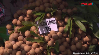 Bộ Công Thương gấp rút chuẩn bị sự kiện xúc tiến tiêu thụ nhãn lồng Hưng Yên quy mô lớn