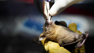 Các nhà nghiên cứu Campuchia thực hiện sứ mệnh tìm nguồn gốc COVID-19