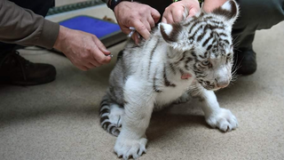 Tiêm vaccine ngừa COVID-19 cho động vật