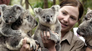 Australia chi thêm 35 triệu USD để bảo vệ gấu túi