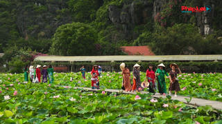 Ninh Bình rộn ràng mùa sen nở