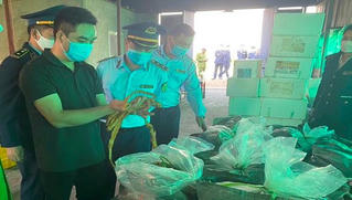 Hải Phòng: Xử lý 7,5 tấn lòng lợn nhiễm virus dịch tả lợn châu Phi